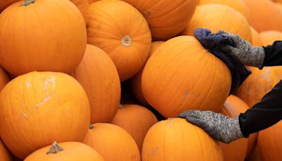 The best pumpkin patches in Cambridgeshire for 2024