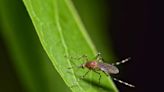 West Nile Virus Detected In San Antonio Mosquito Pool | News Radio 1200 WOAI