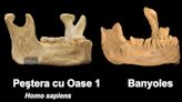 Jawbone found in Spain may mark earliest presence of humans in Europe