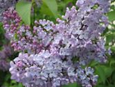 Syringa