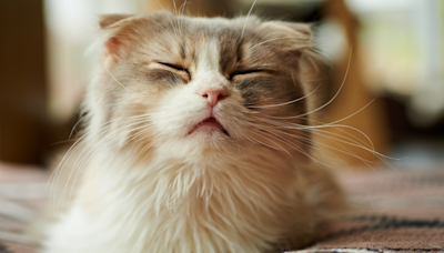 Why Is My Cat Sneezing So Much? Veterinarians Weigh In With Potential Causes