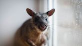 Rat Chilling in NYC Store Window Is Living Its Best Life