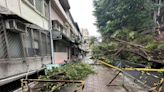北科大20米路樹倒塌！路過女學生遭波及、休旅車慘被壓毀 - 社會