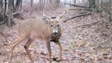 Annual buck harvest numbers up, but antlerless deer remain flat