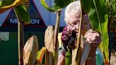 State cornhusking competition Saturday at Lewis Farm near Good Hope