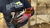 Dozens of roosters up for adoption after bust of cockfighting ring