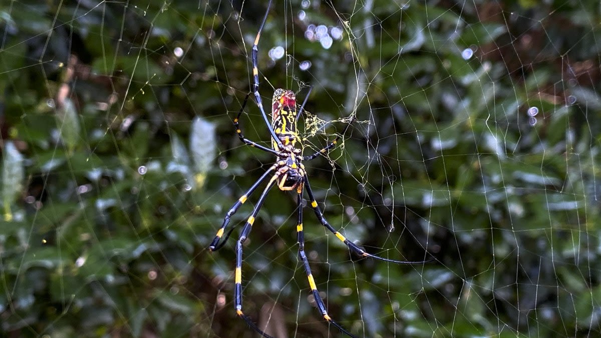 Giant, parachuting Joro spiders could arrive in Pa., NJ and Delaware this summer. Do you need to worry?