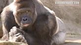 Trailer for new Harambe documentary with previously unseen footage of famous gorilla