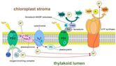 Light-dependent reactions