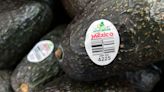 U.S. to resume avocados and mangoes inspection from Mexican state