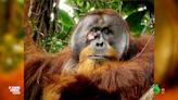 Un orangután sorprende a unos científicos curándose una herida con una planta medicinal