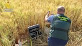 Ciudad Real: Dos detenidos por comerciar variedades protegidas de cereal