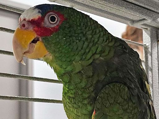 'Potty-Mouthed' Parrot Named Pepper Looking for a New Home: 'He Swears — but Only a Little'