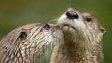 Get ‘Otterly Amazing’ Insights From Smithsonian Zookeepers and More August Programs