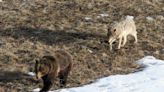 Idaho wolf trapping halted. Court cites potential deaths of protected grizzlies