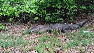 Alligator sightings becoming more common in Tennessee, other areas
