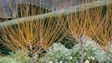 5 things all amazing winter gardens have - landscape designers agree on a 'must-list'