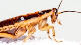 German cockroaches have humans to thank for their evolution