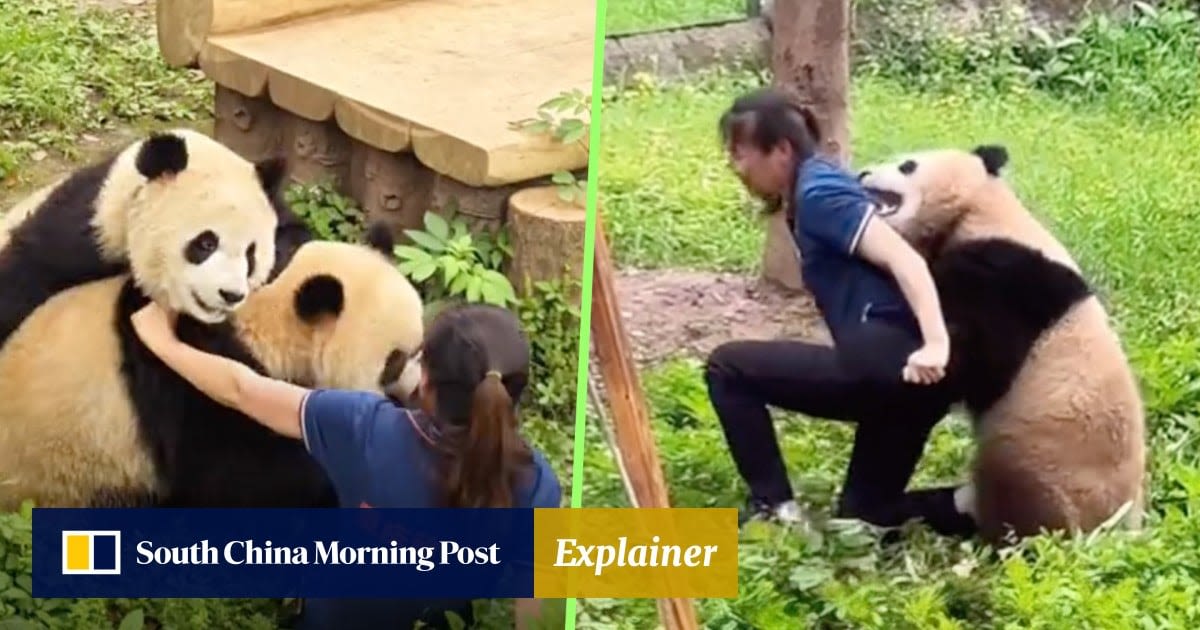 Perfect job? Animal carer chased, bitten by pandas shows they are wild not cute