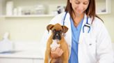 Diffuse Idiopathic Skeletal Hyperostosis (DISH) in Dogs: Symptoms, Causes, & Treatments