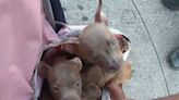 Police Rescue Puppies Who 'Could've Been Dead in 5 Minutes' from 'Hot Bag' on N.Y.C. Street