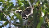 Sabiduría aborigen, drones e IA para proteger de los incendios a los koalas de Australia