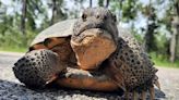 More than 100 tortoises were removed from burrows at Hyundai site ahead of construction