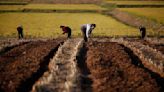 N.Korea mobilises office workers to fight drought amid food shortages