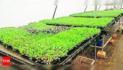 Devotees encouraged to grow organic veggies for temple fest | Mangaluru News - Times of India
