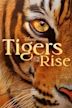 Tigers on the Rise