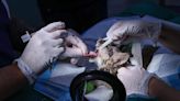 Un cirujano veterinario de la provincia de Jaén salva la vida a un cachorro de lince ibérico gracias a una intervención quirúrgica pionera realizada en colaboración con un equipo de Valencia