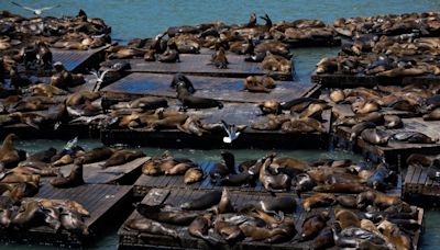 Números récord de leones marinos causan sensación en San Francisco