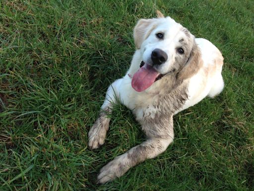 Golden Retriever Finds the Perfect Stick and Plops Down in the Mud to Enjoy It