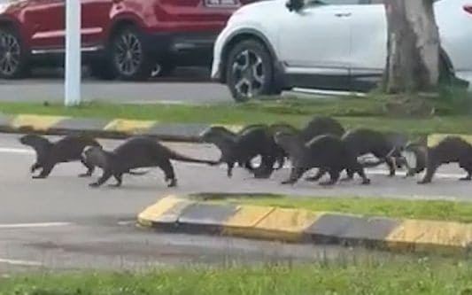 Gang of wild otters mauls jogger