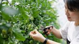 Increase Your Tomato Harvest with These 6 Pruning Tips