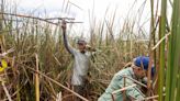 Aplican nuevas técnicas de telemetría para detección de pitones birmanas en Florida