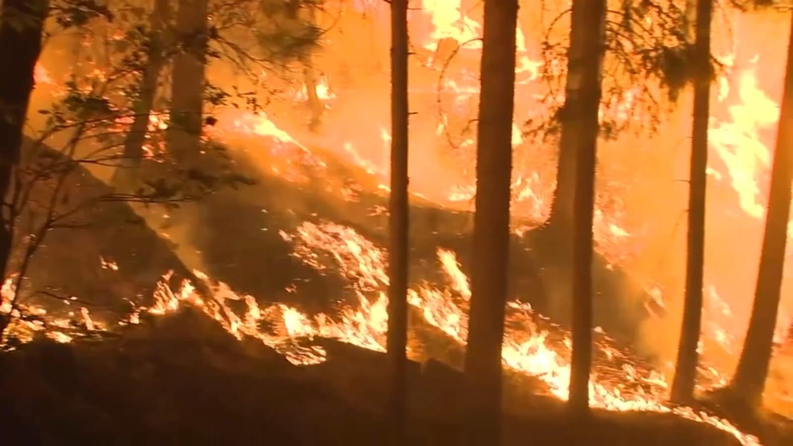 Stanford study examines the lasting effects wildfires have on soil, posing new problems