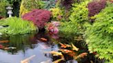 How Much Does a Koi Pond Cost?