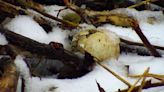 Bald eagle’s egg breaks in nest, Minnesota photo shows. ‘We have never seen this’