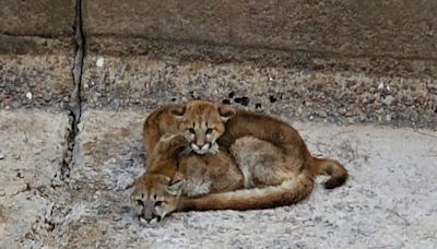 Trapped mountain lion cubs rescued just before Colorado dam releases torrent of water