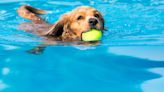 Keeping your pet's paws safe from the heat