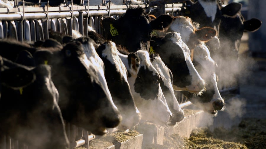 Fourth human bird flu case tied to dairy cow outbreak reported