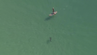 Are shark attacks in Florida occurring more frequently than usual?