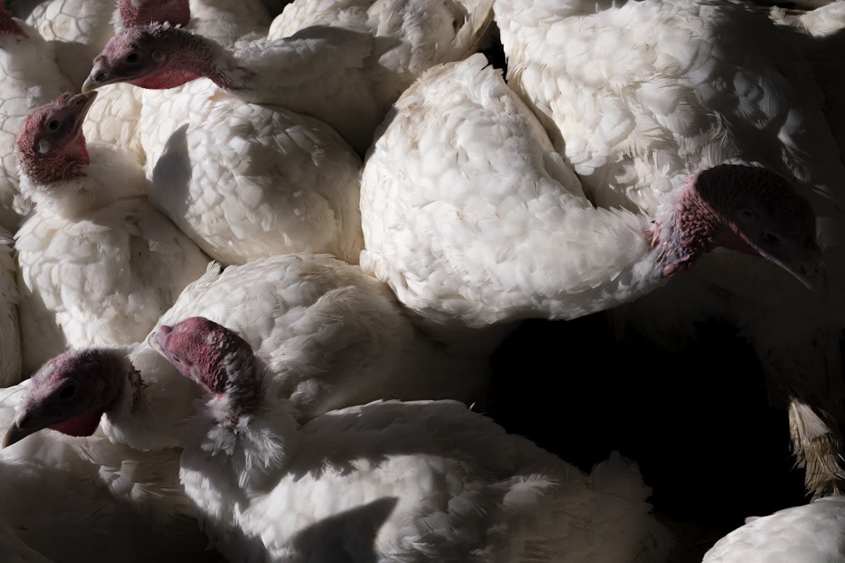 Big Ag, Not Wild Birds, Is What Really Spreads Avian Flu