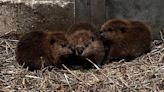 3 beaver babies born at Buttonwood Park Zoo