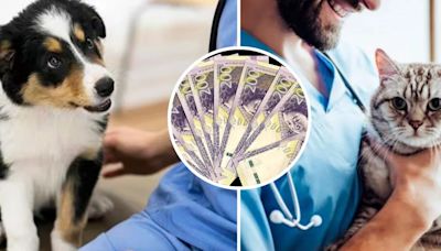 ¿Cuánto es el sueldo de un veterinario en Perú y cuál es su campo laboral?