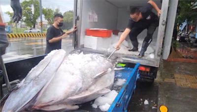 餐廳業者衝東港標黑鮪魚 秀黑鮪頂級油花