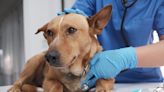 US dog owners warned against widespread deadly bacterial illness