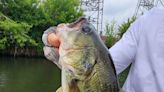 Fly fisher catches a tagged largemouth bass on the Chicago River