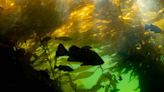 Underwater gardeners work to restore B.C.'s majestic kelp forests